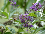 FZ020147 'Colibri butterfly' Hummingbird Hawk-moth (Macroglossum stellatarum).jpg